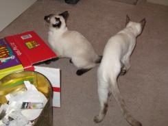 more kittens